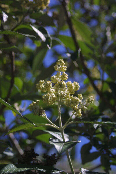 Image of Buddleja bullata Kunth