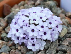 Image of Dionysia