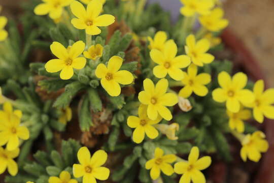 Image of Dionysia