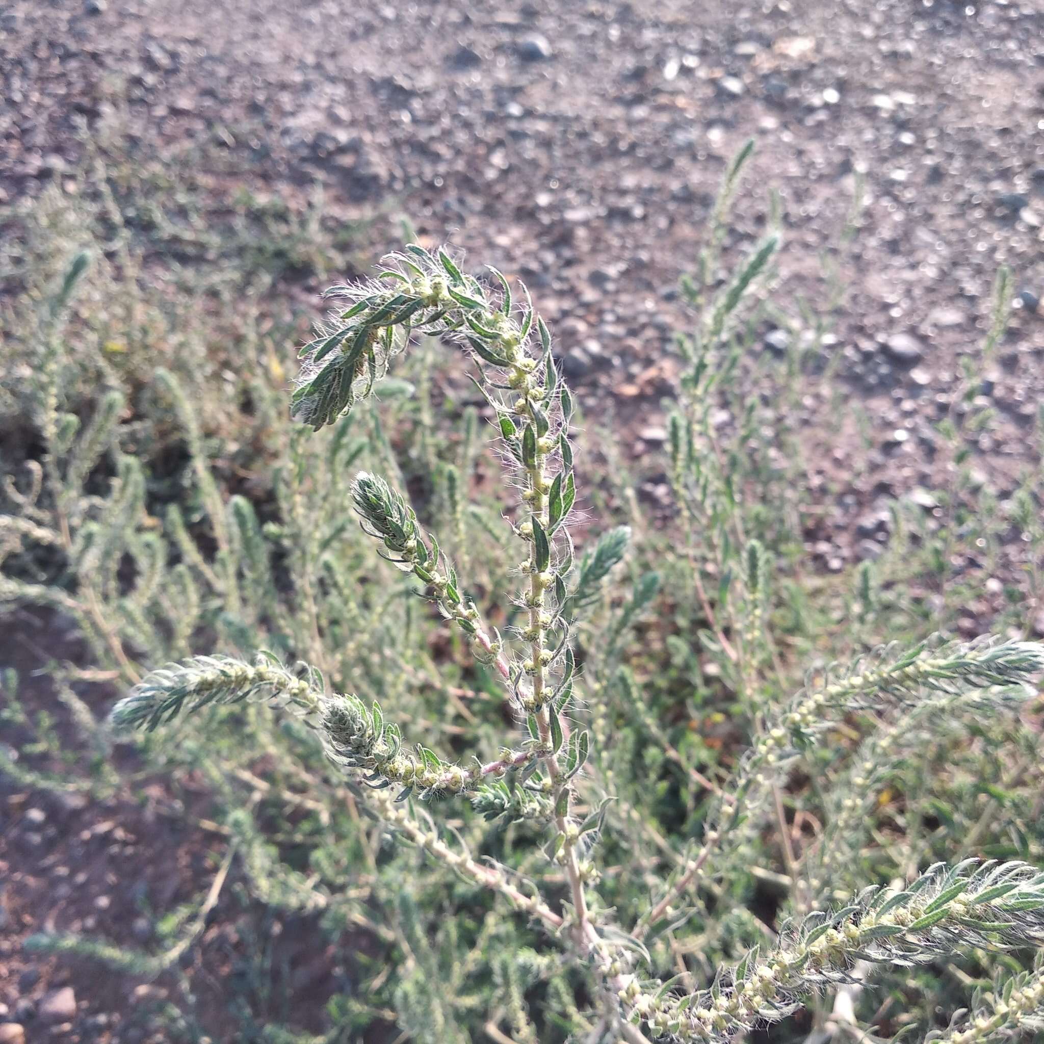 Image of Bassia laniflora (S. G. Gmel.) A. J. Scott