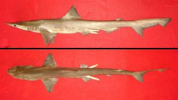 Image of Spadenose Shark