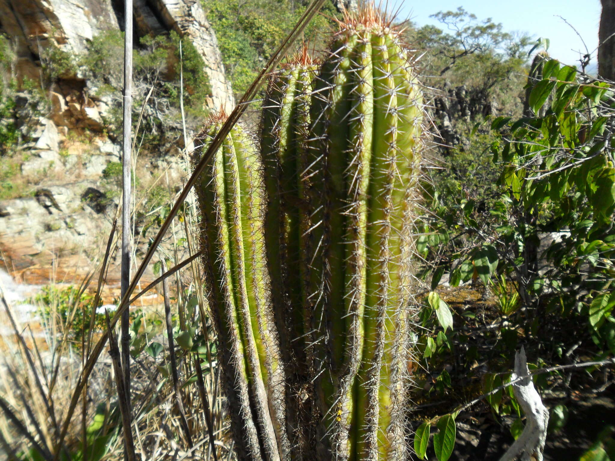 Imagem de Pilosocereus machrisii (E. Y. Dawson) Backeb.