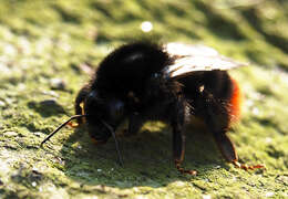 Image of Red tailed bumblebee