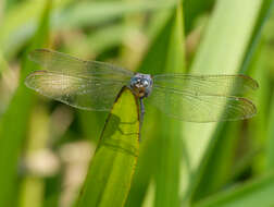 Image of Keeled Skimmer