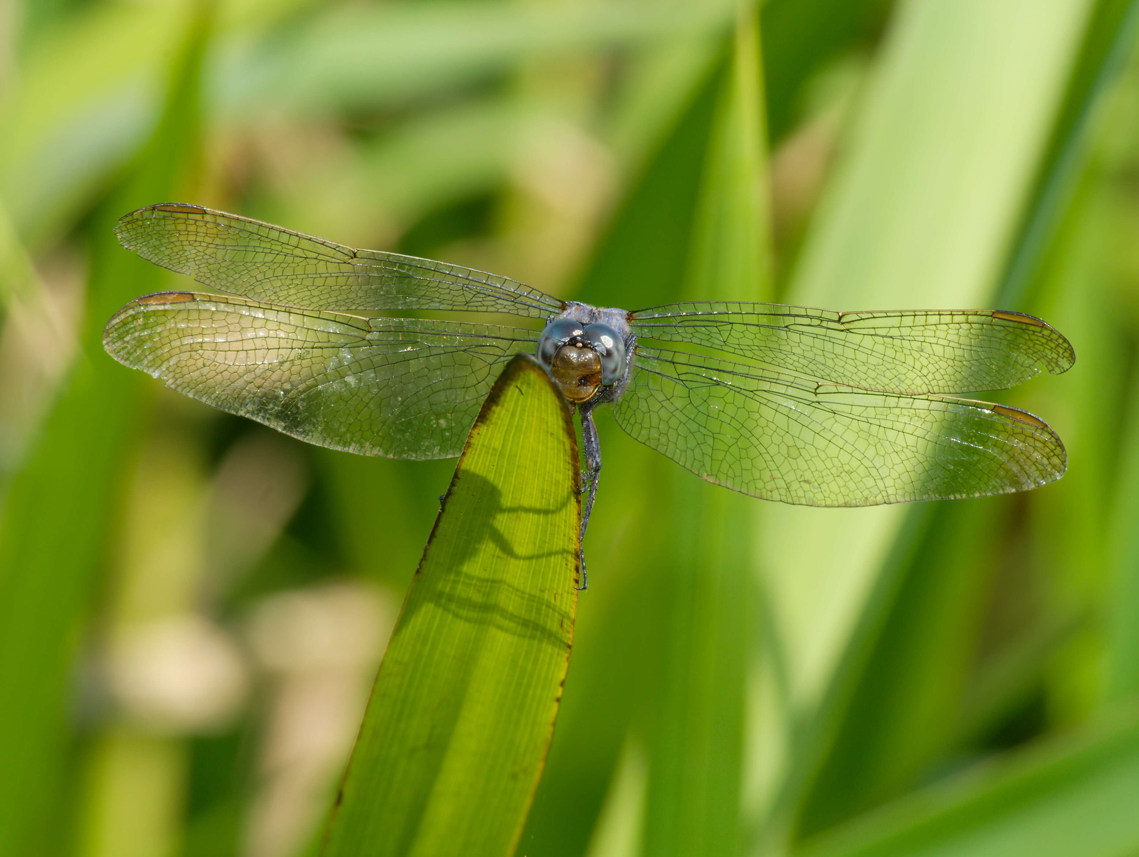 Image of Keeled Skimmer