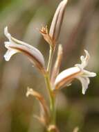 Image of Haworthia mirabilis (Haw.) Haw.