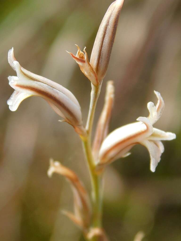 Image of Haworthia mirabilis (Haw.) Haw.