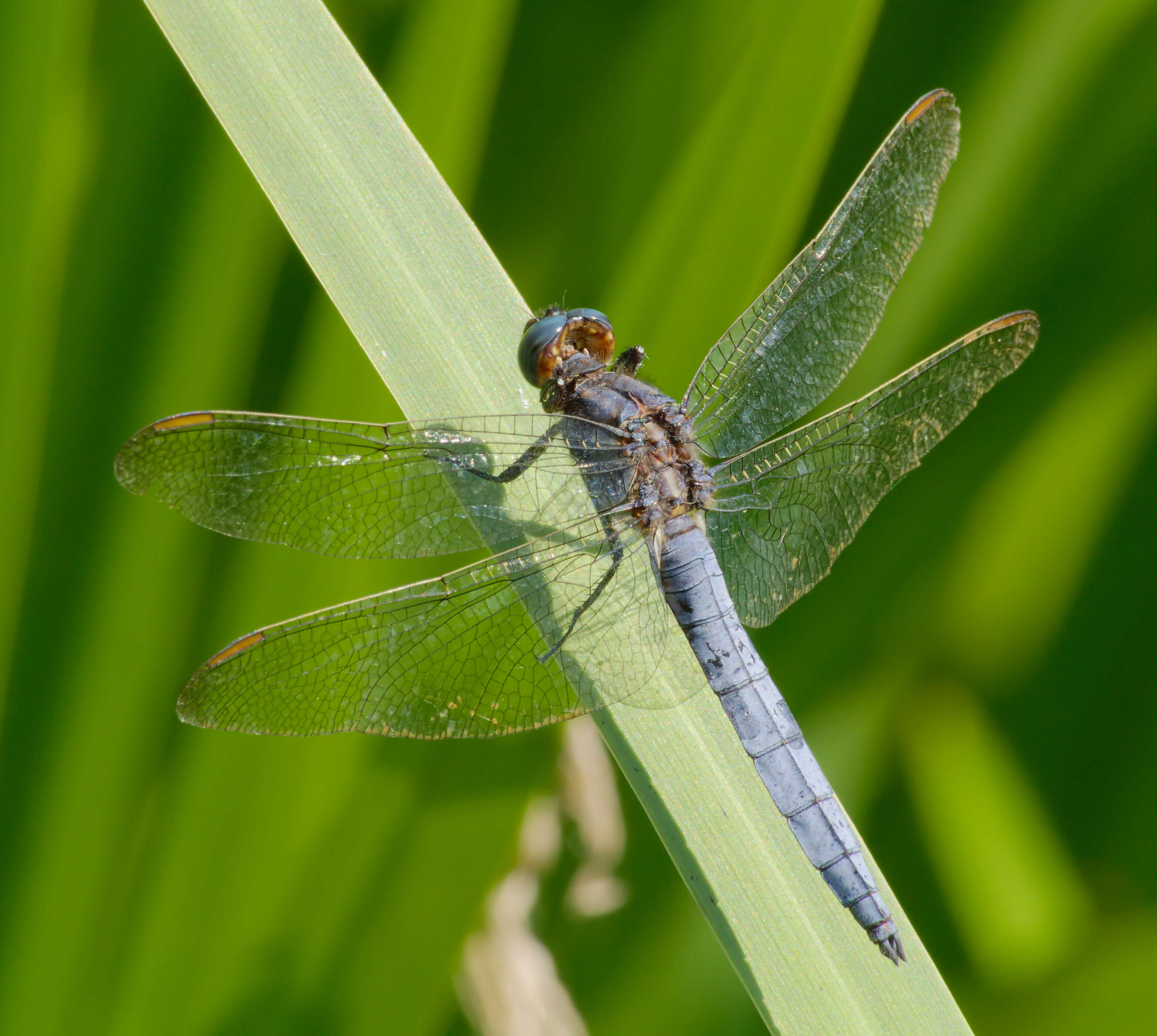 Image of Keeled Skimmer