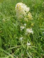 Image of Nuttall's deathcamas