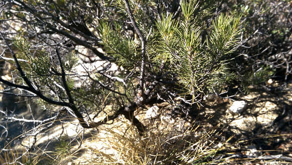 Image of singleleaf pinyon