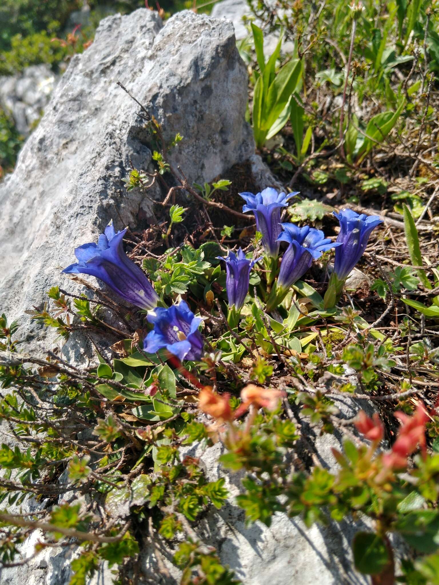 Image of Gentiana clusii subsp. clusii