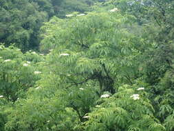 Image de Sambucus peruviana Kunth