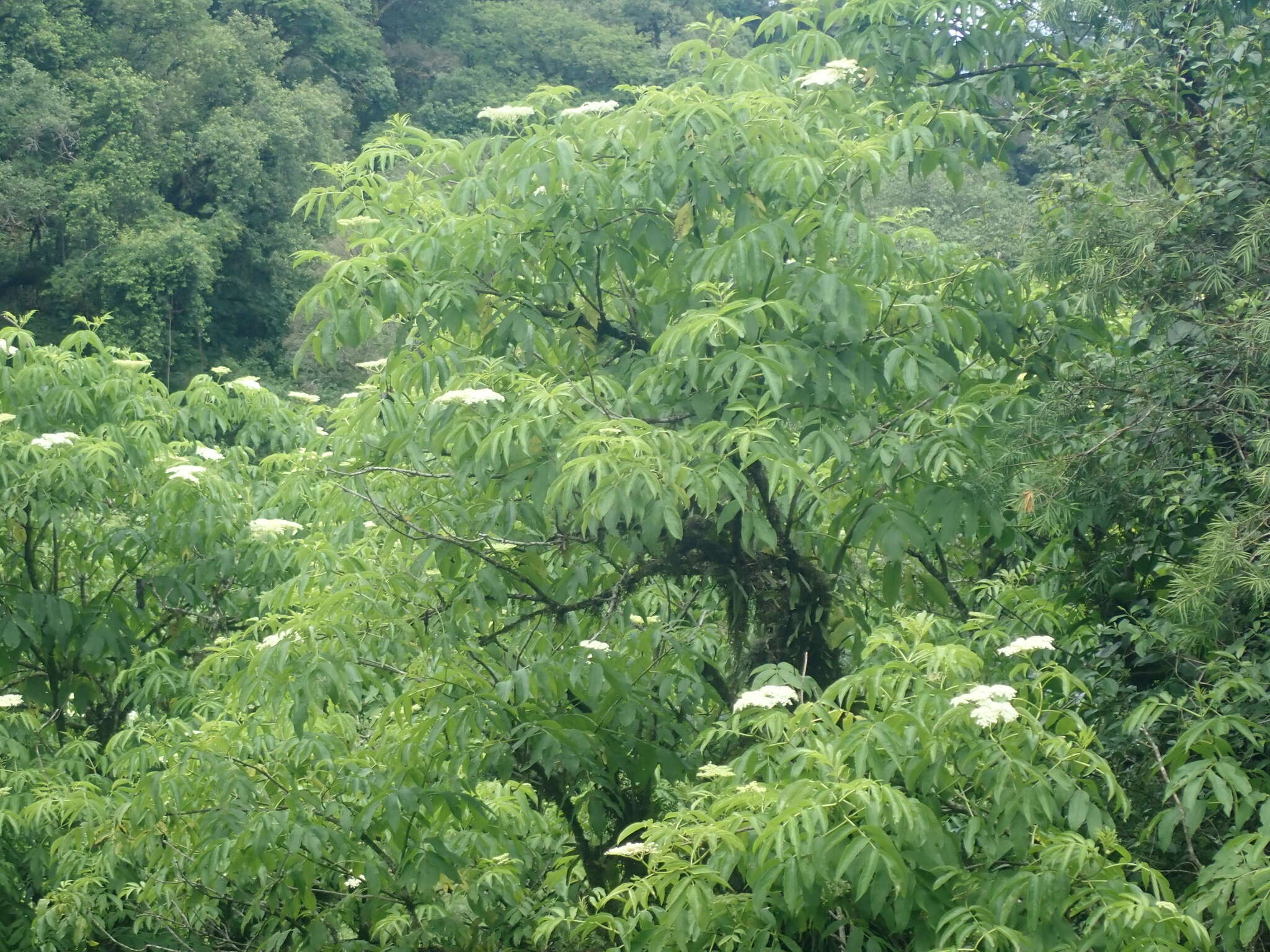 Image de Sambucus peruviana Kunth