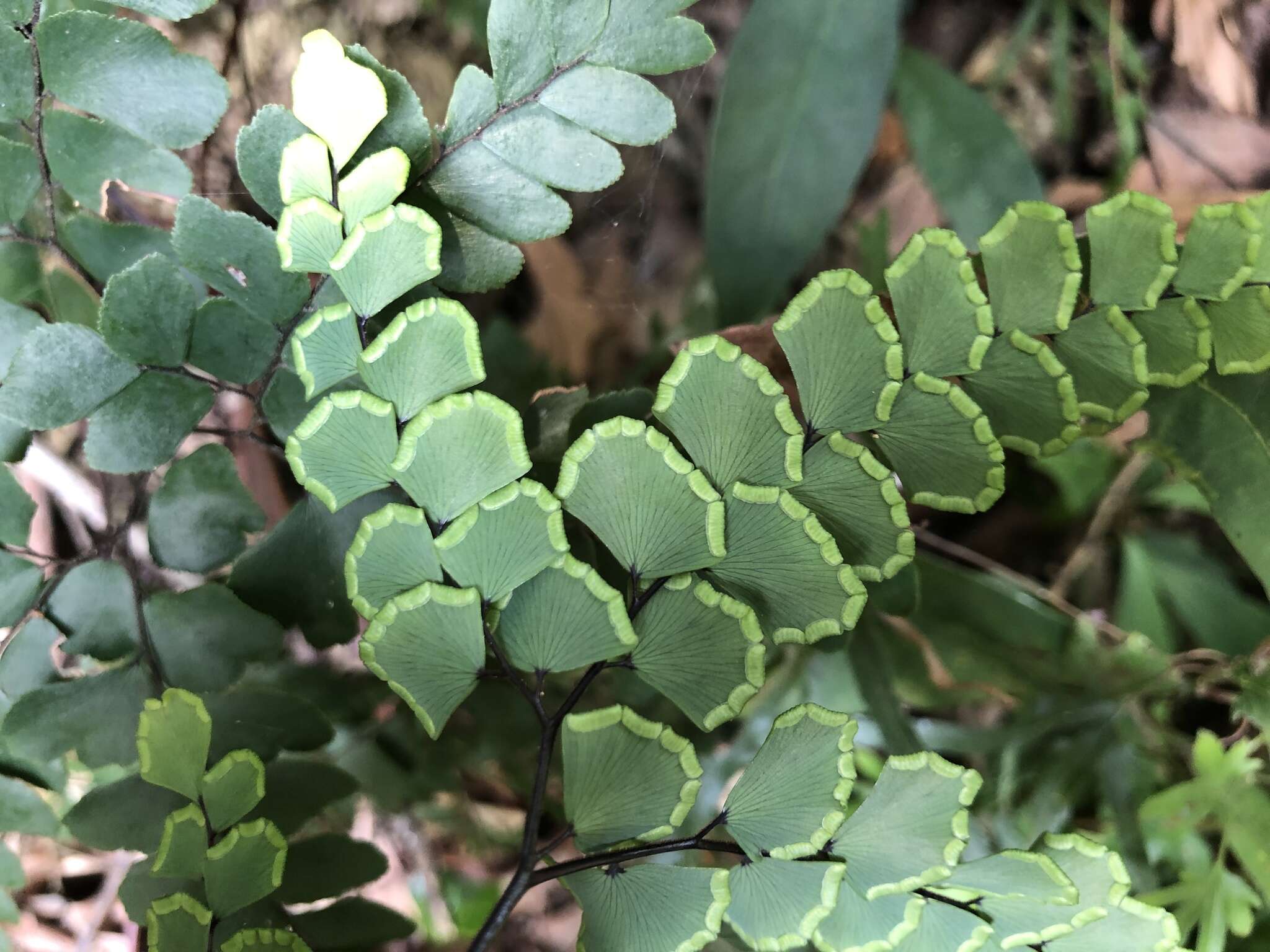 Adiantum flabellulatum L.的圖片