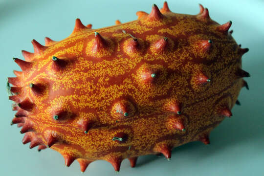 Image of African horned cucumber