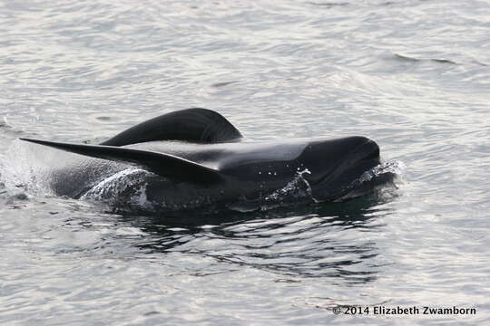 Image of Atlantic Pilot Whale