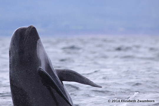 Image of Atlantic Pilot Whale