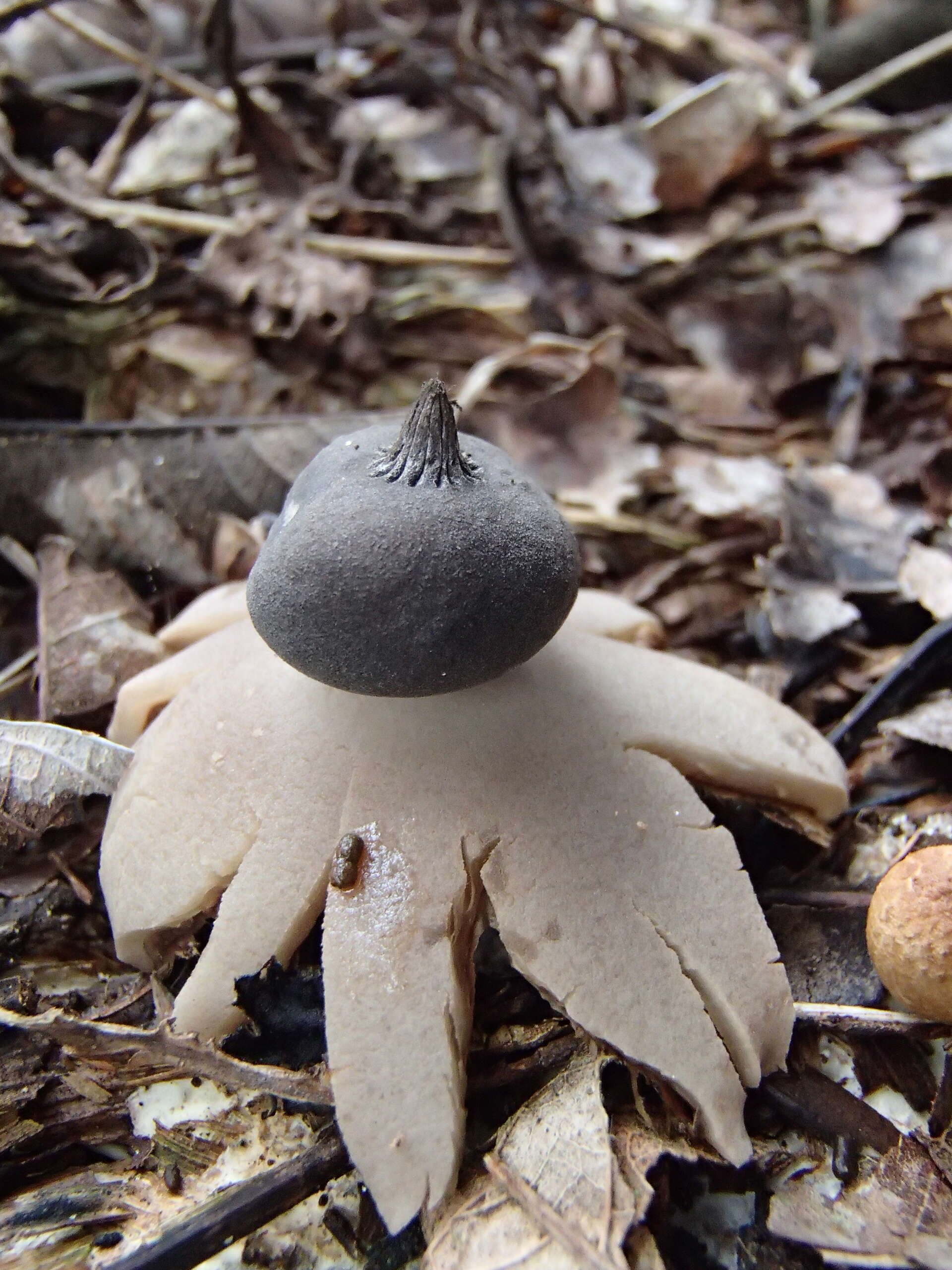 Image of Sessile Earthstar