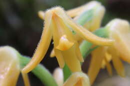 Image of Yellowspike orchids