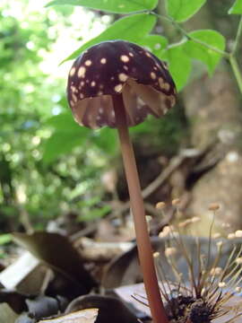 Imagem de Marasmius amazonicus Henn. 1904