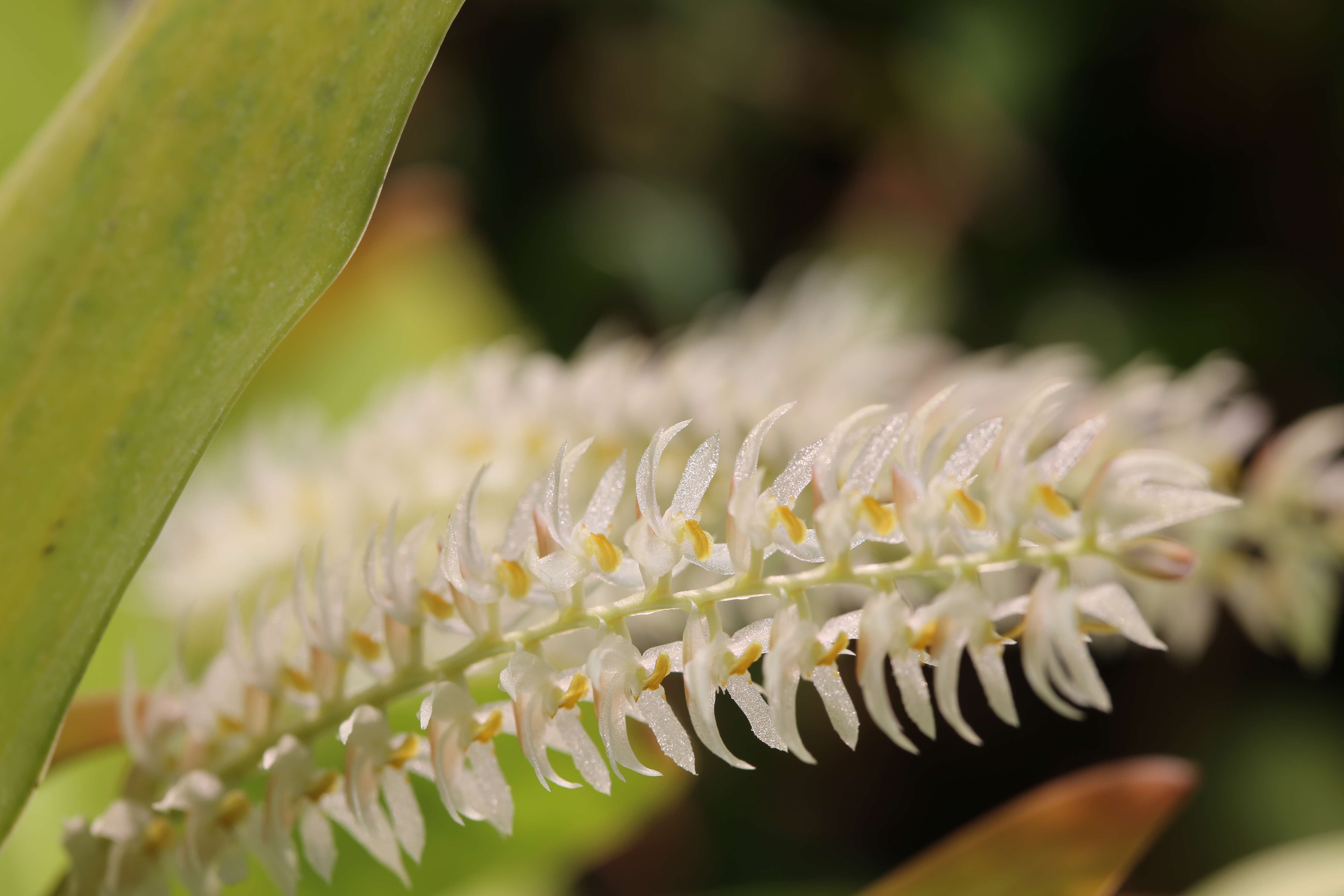 Image of Hay-scented orchid