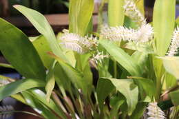 Image of Hay-scented orchid