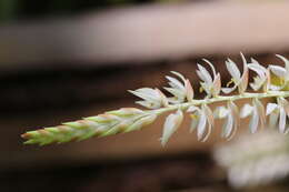 Image of Hay-scented orchid