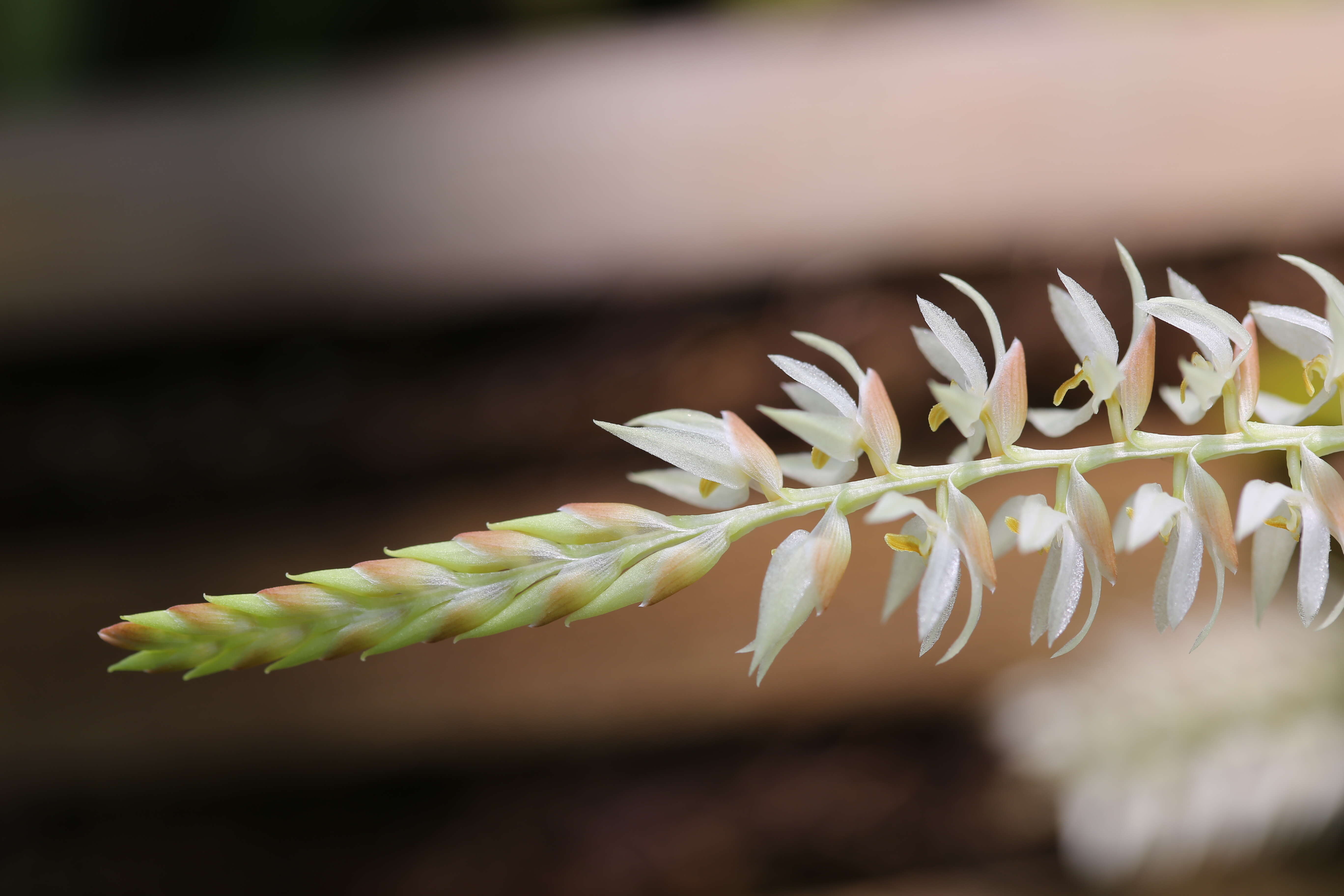 Image of Hay-scented orchid