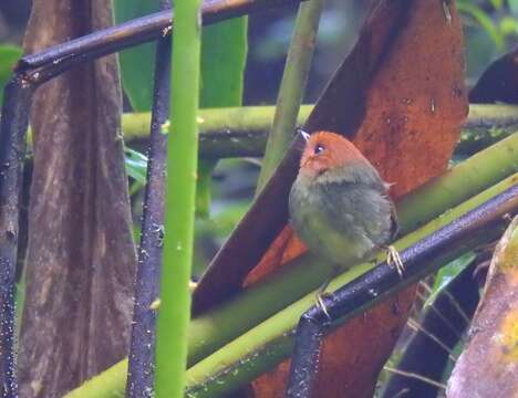 Pseudotriccus ruficeps (Lafresnaye 1843)的圖片