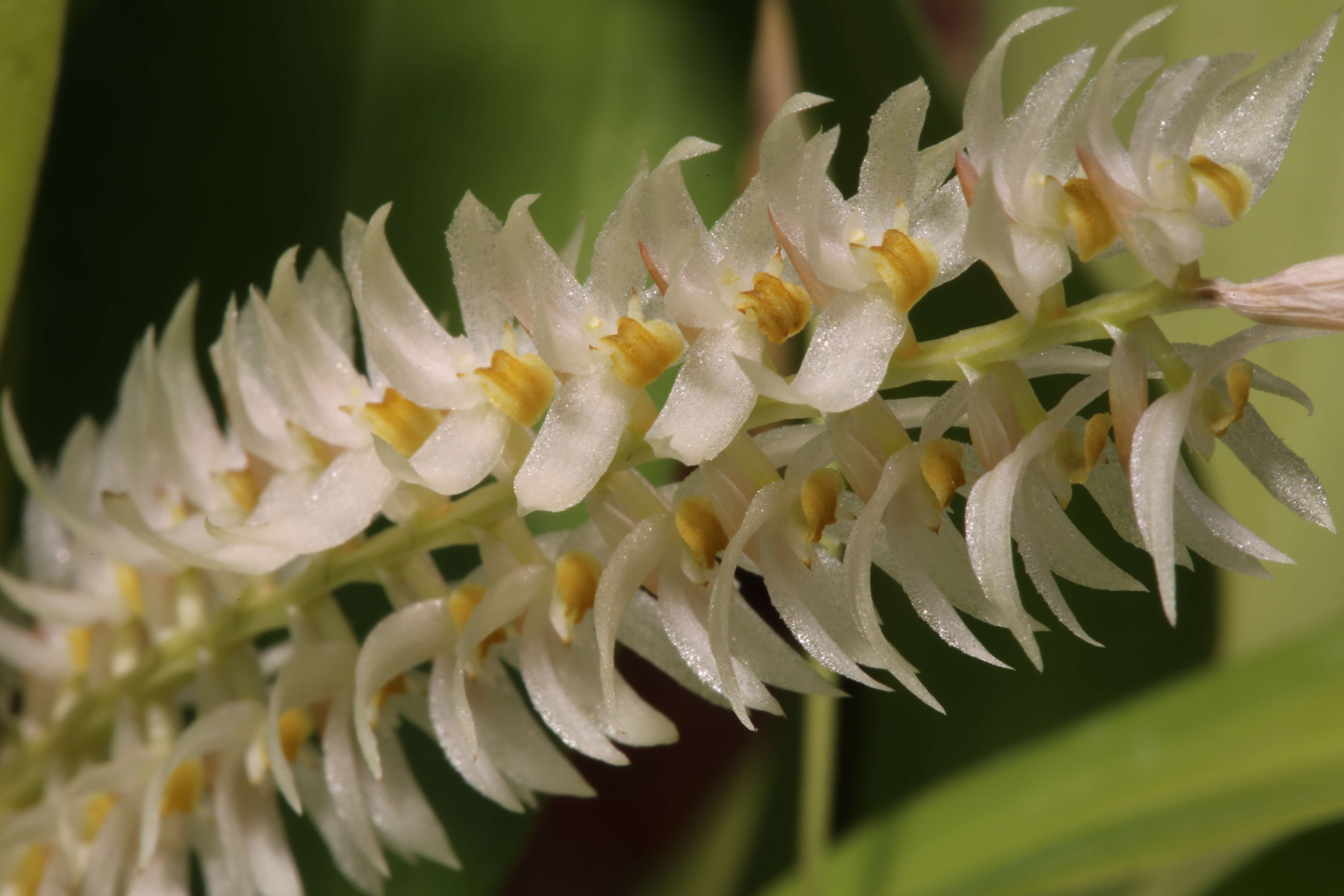 Image of Hay-scented orchid