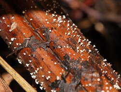 Image of Lachnum pteridophyllum (Rodway) Spooner 1987