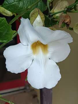 Image of Thunbergia grandiflora f. alba Leonard