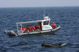 Image of Atlantic Pilot Whale