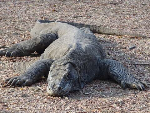 Image of Komodo Dragon