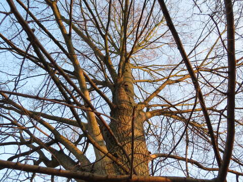 Image of Small-leaved Elm