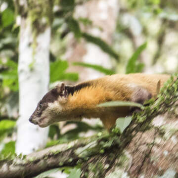 Image of Formosan yellow-throated marten