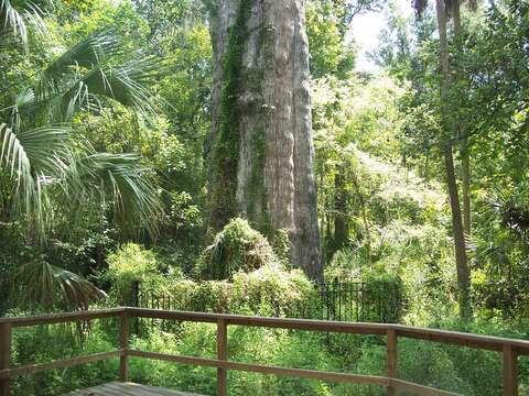 Image of Bald Cypress