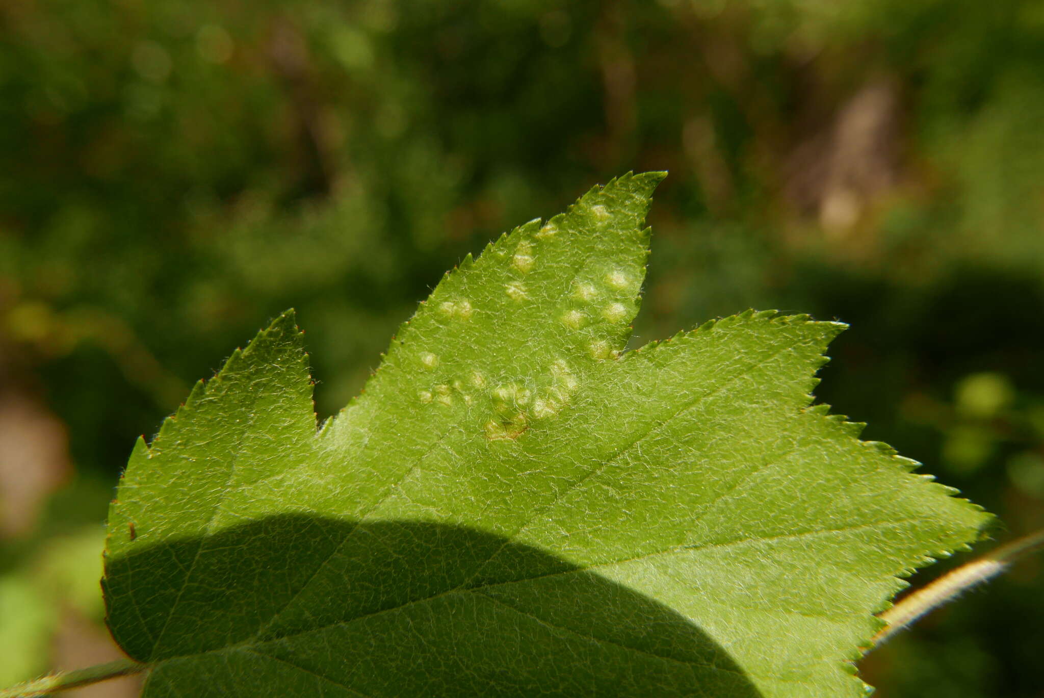 Image of <i>Eriophyes torminalis</i> Nalepa 1926