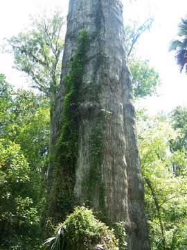 Image of Bald Cypress