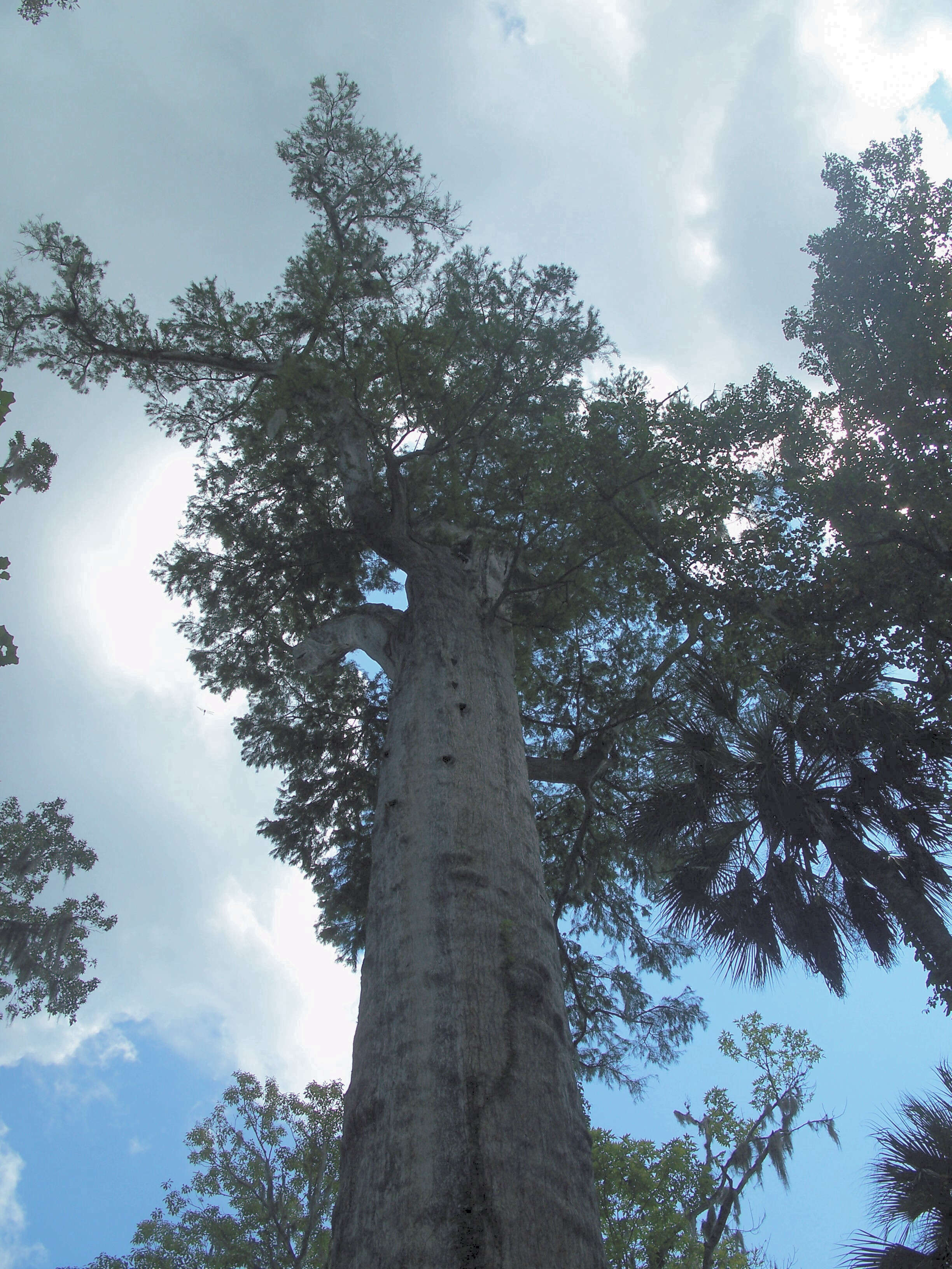 Image of Bald Cypress