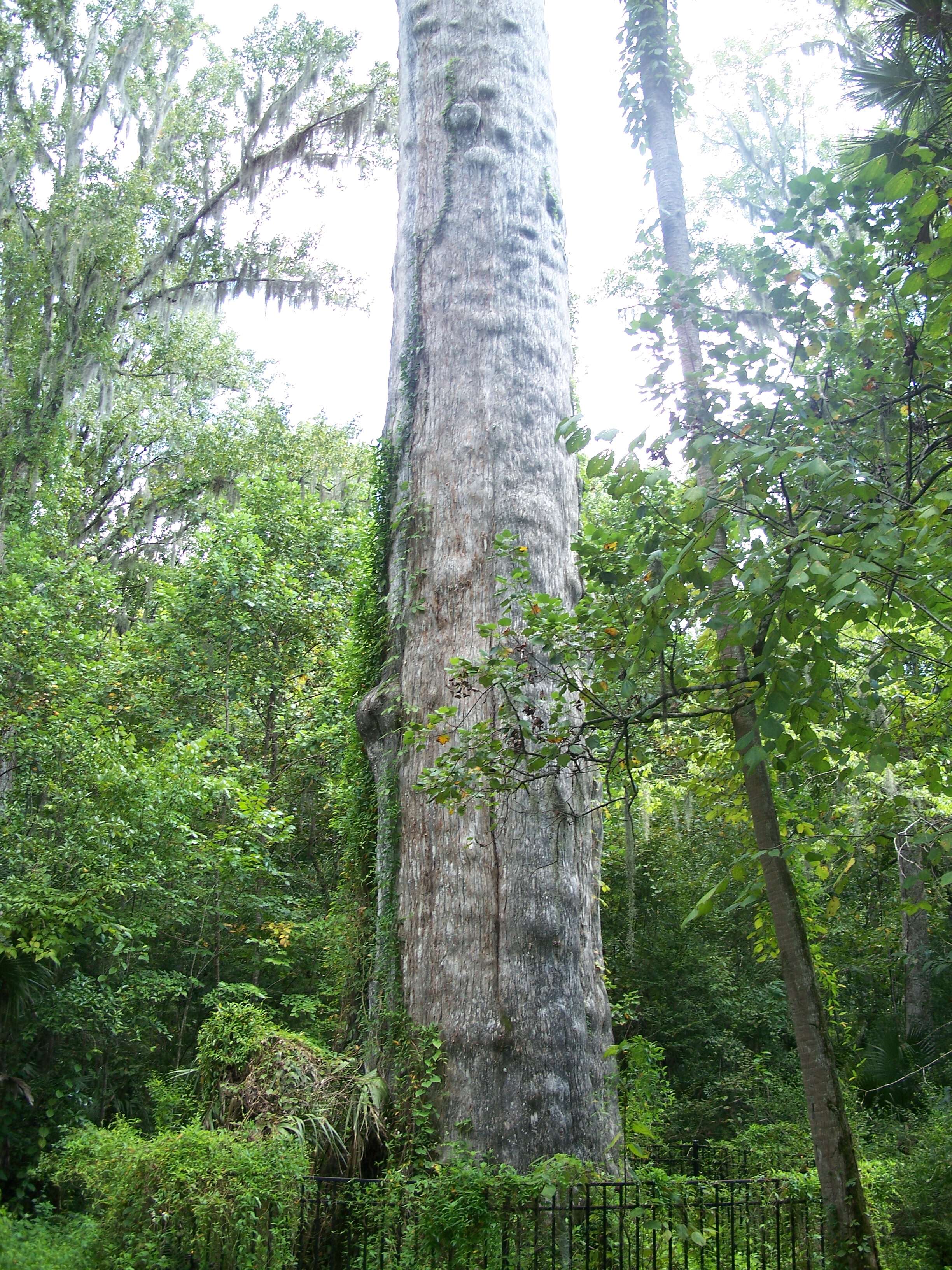 Image of Bald Cypress