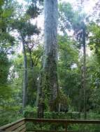 Image of Bald Cypress