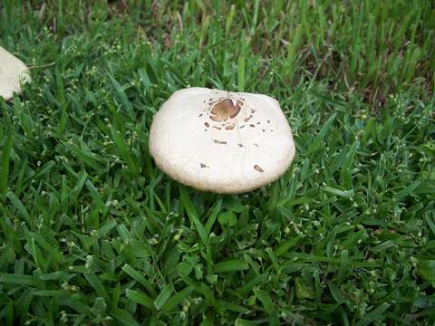 Plancia ëd Chlorophyllum molybdites (G. Mey.) Massee ex P. Syd. 1900