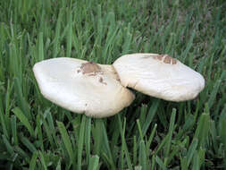 Image of Green-spored parasol