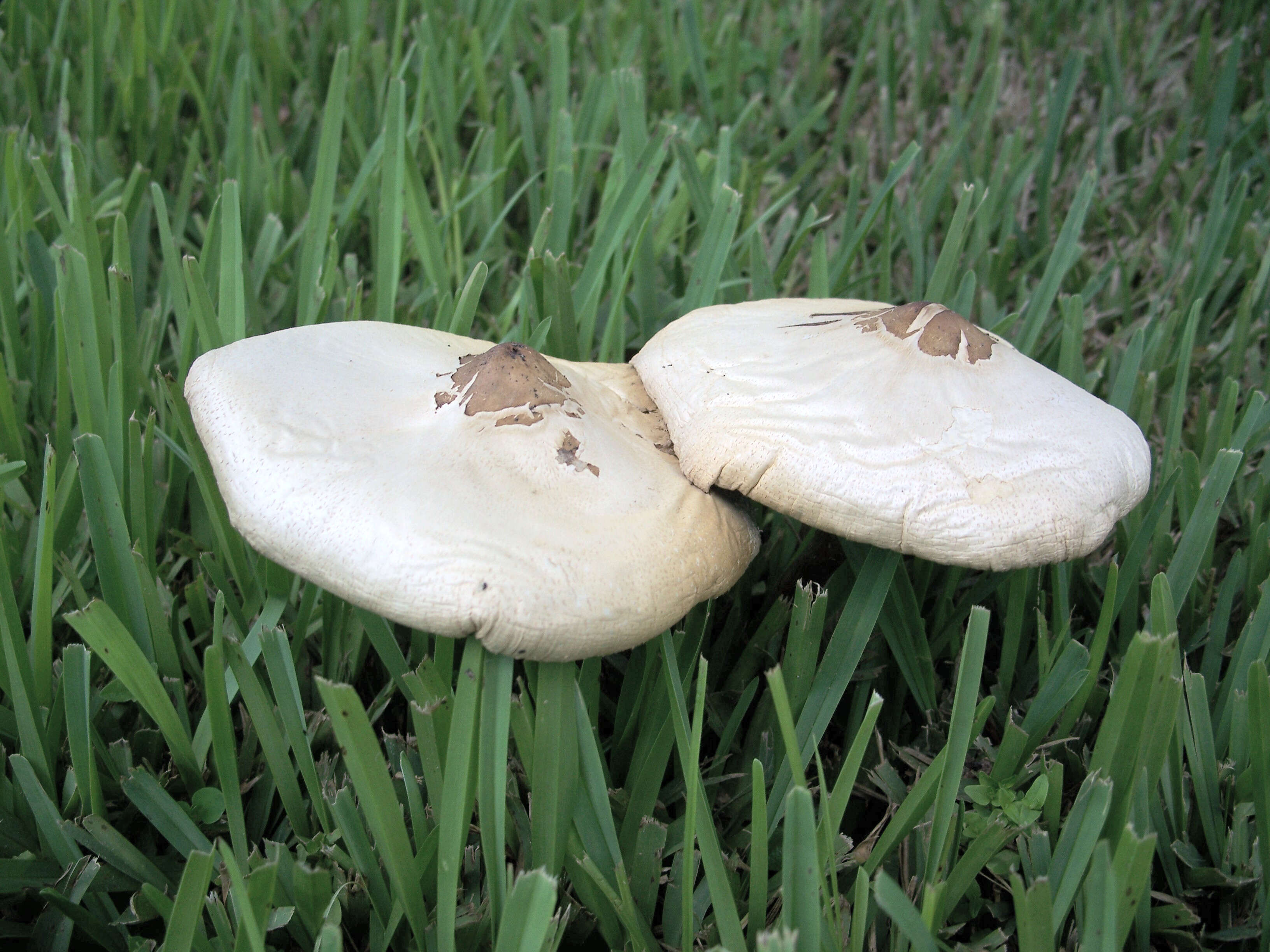 Plancia ëd Chlorophyllum molybdites (G. Mey.) Massee ex P. Syd. 1900