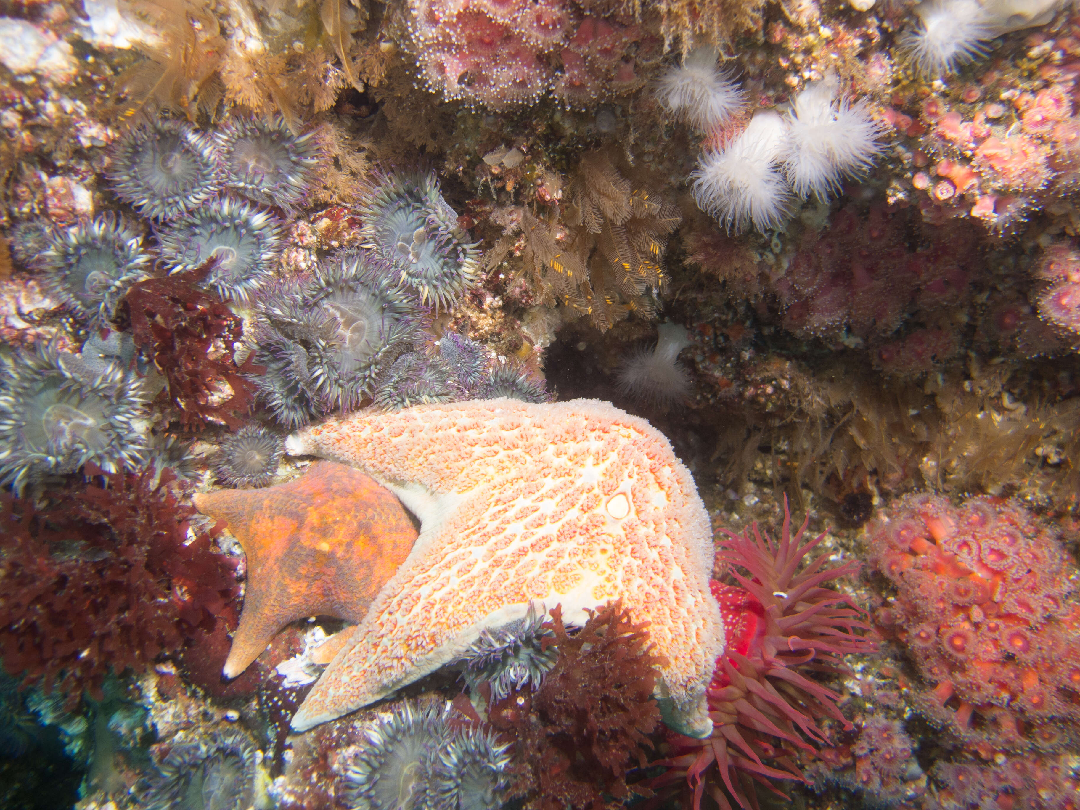 Image of Starburst anemone