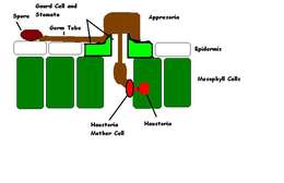 Image of Rusts