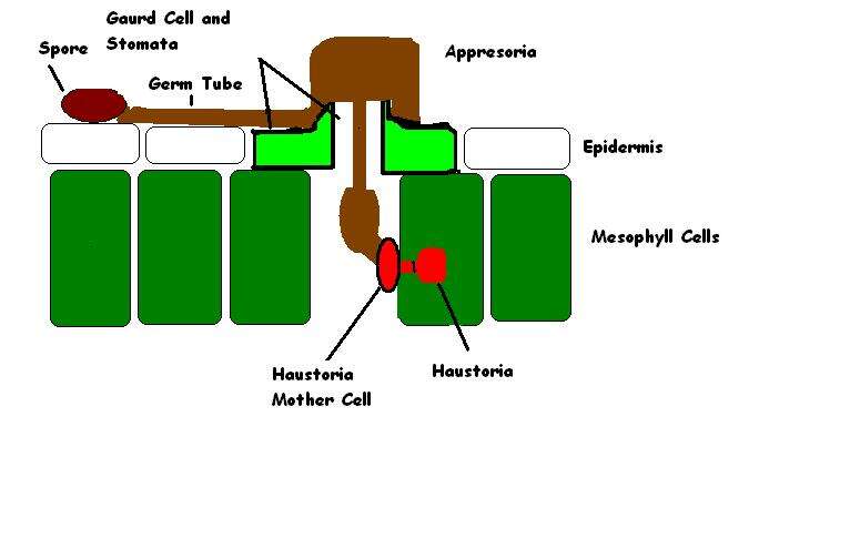 Image of Rusts