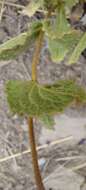 Image of Calceolaria purpurea R. Grah.