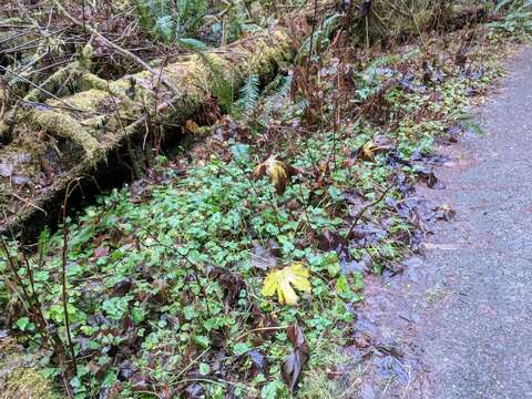 Image of arctic sweet coltsfoot